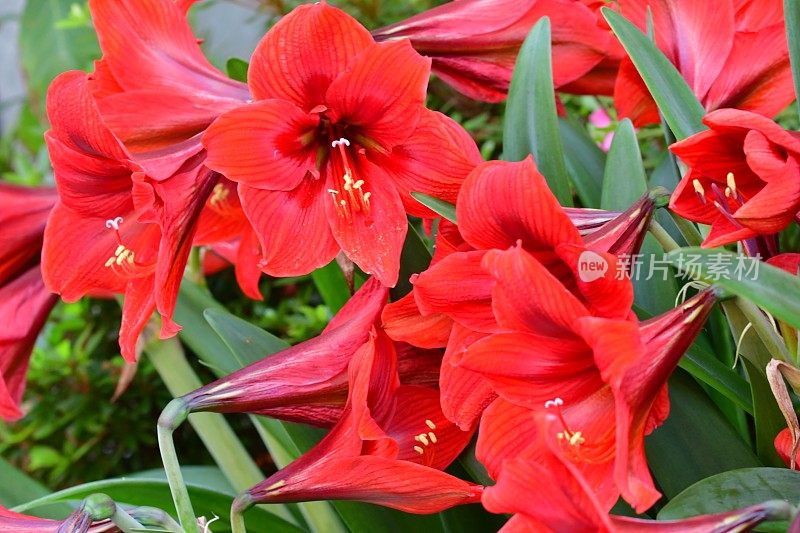 孤挺花/ Hippeastrum